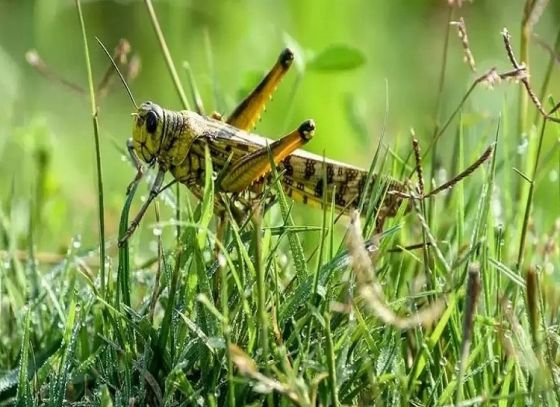 দলবাঁধা পঙ্গপাল আজও বিশ্বের ত্রাস