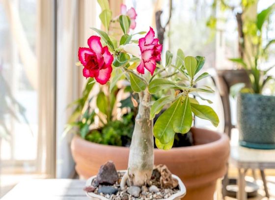 Adenium Plant Care: ব্যালকনি বা ছাদবাগানে এডেনিয়ামের সঠিক পরিচর্যা যেভাবে করবেন