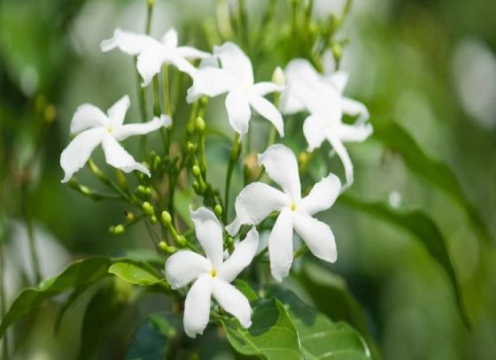 বেগুনি টগরঃ সঠিক পরিচর্যা পেলে এই গাছ সারা বছর প্রচুর ফুল দেয়