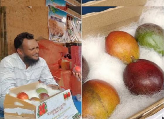 The World’s Most Expensive Mango, Which Costs Rs. 2.75 Lakh Per Kg!