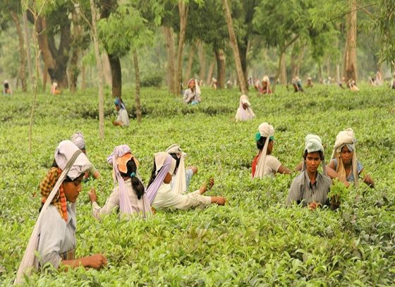 Kathalaguri Tea Garden In Dooars Was Officially Inaugurated On Sunday