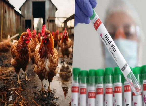 Bird Flu Virus: 4-Year-Old Child Infected By The H9N2 Virus In Bengal, How Dangerous Is This Virus?