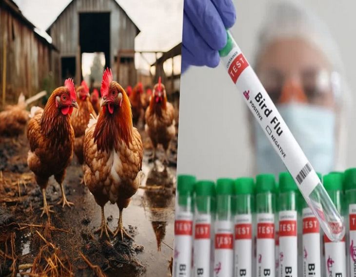 Bird Flu Virus: 4-Year-Old Child Infected By The H9N2 Virus In Bengal, How Dangerous Is This Virus?