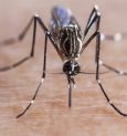 Zika virus: মহারাষ্ট্রে জিকা ভাইরাসে আক্রান্ত বেড়ে দাঁড়ালো ১১