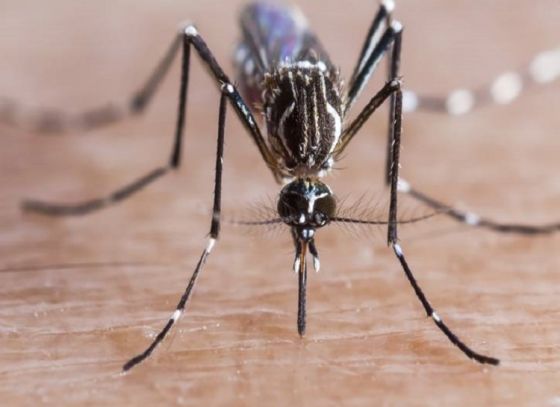 Zika virus: মহারাষ্ট্রে জিকা ভাইরাসে আক্রান্ত বেড়ে দাঁড়ালো ১১