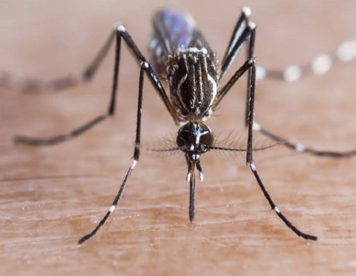 Zika virus: In Maharashtra, 11 people have been infected with this virus.