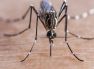 Zika virus: In Maharashtra, 11 people have been infected with this virus.