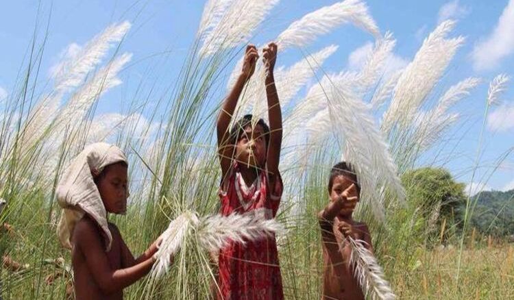 Autumn arrives in Bengal bringing Kaashphool