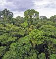 Which country has the most trees in the world?