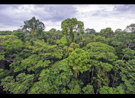 Which country has the most trees in the world?