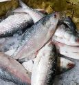 Hilsa Fish: Will Hilsa Fish Prices Drop During Durga Puja?