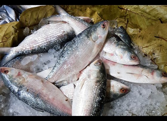 Hilsa Fish: Will Hilsa Fish Prices Drop During Durga Puja?