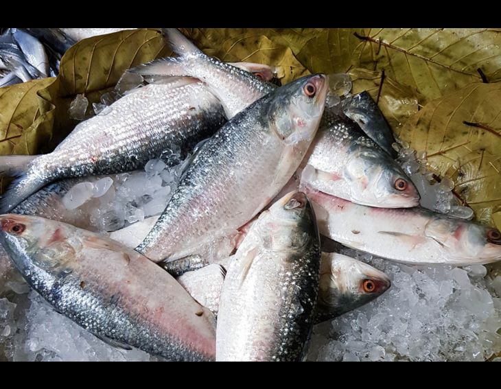 Hilsa Fish: Will Hilsa Fish Prices Drop During Durga Puja?