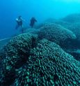 Largest Coral Reef: প্রশান্ত মহাসাগরের নীচে বিশ্বের বৃহত্তম প্রবালের সন্ধান পেল সমুদ্রবিজ্ঞানীরা