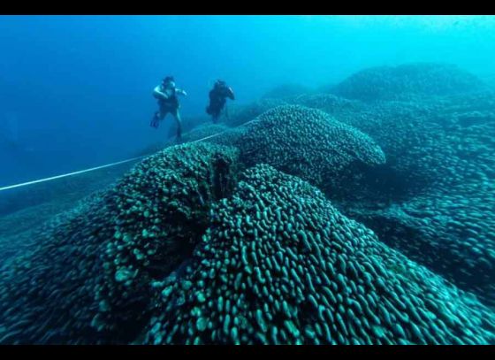 Largest Coral Reef: Scientists have discovered the world's largest coral reef beneath the Pacific Ocean