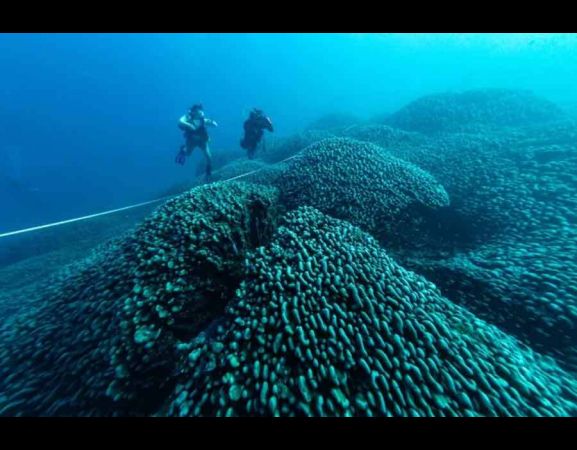 Largest Coral Reef: Scientists have discovered the world's largest coral reef beneath the Pacific Ocean