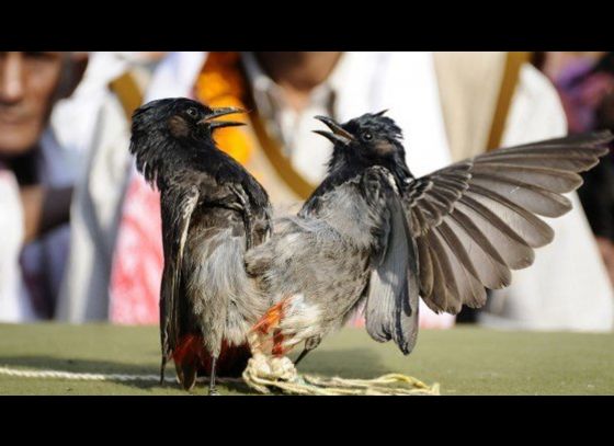 Bulbul Bird Fight: চারশো বছরের বুলবুলির লড়াইয়ে ছেদ পড়ল গোপীবল্লভপুরের রাধা গোবিন্দ জিউয়ের মন্দিরে