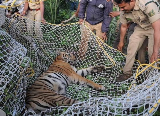 Tiger News: ছাগলের টোপে ধরা পড়ল বাঘমামা, স্বস্তির নিঃশ্বাস ফেলল দক্ষিণ ২৪ পরগনার কুলতলি এলাকাবাসী