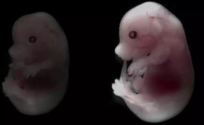 human-animal-embryo