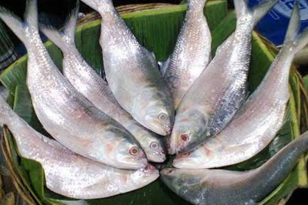 hilsa