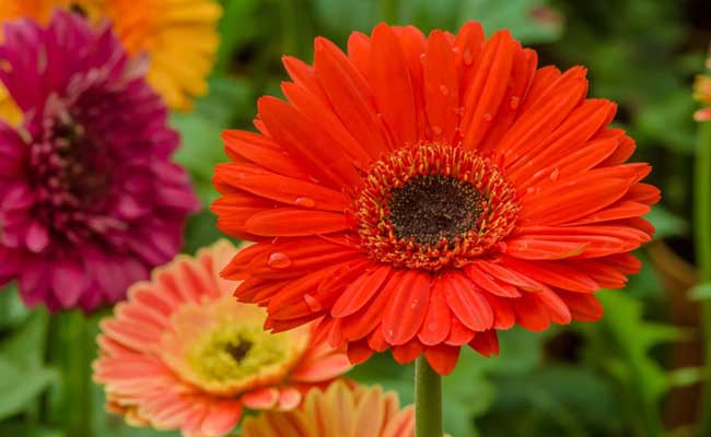 Gerbera1