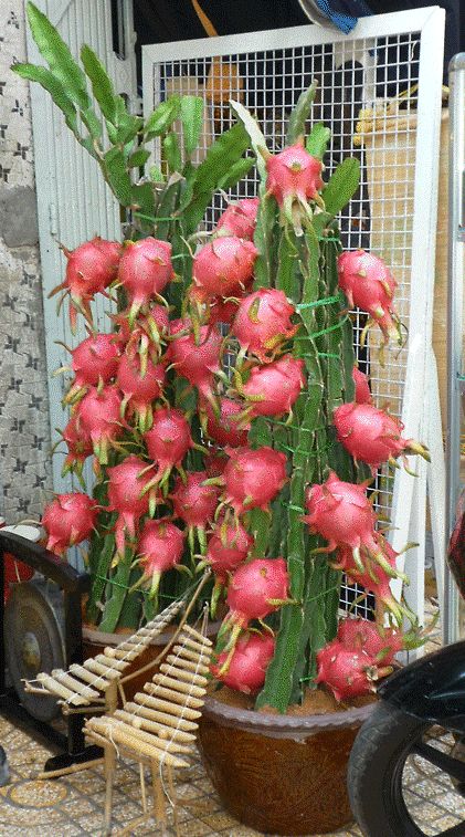 dragon-fruit