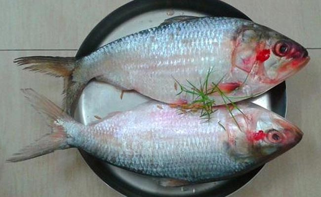 ilish