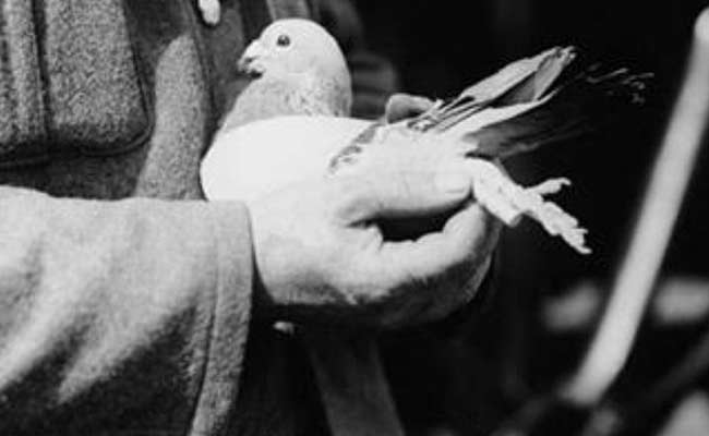 Pigeon-war-hero1