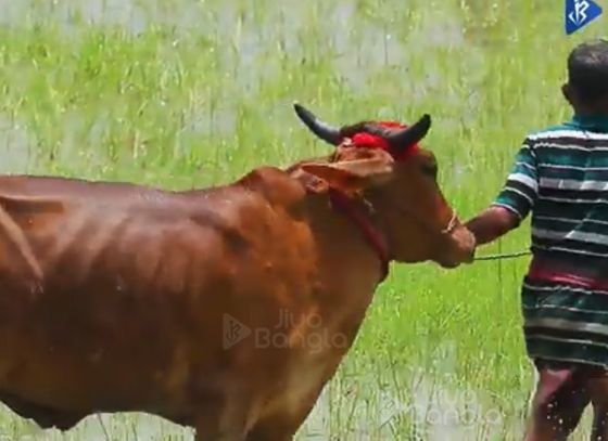 Moichara | Cattle Race Festival of West Bengal | Jiyo Bangla
